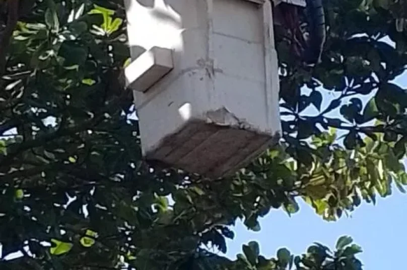 Árvore sendo retirada em área urbana de Búzios conforme autorização ambiental.