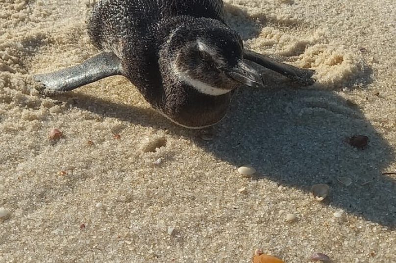 pinguim em maricá