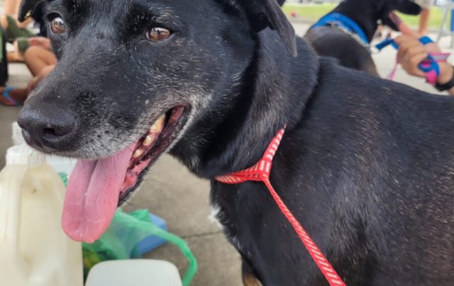 feira de adoção de animais em búzios