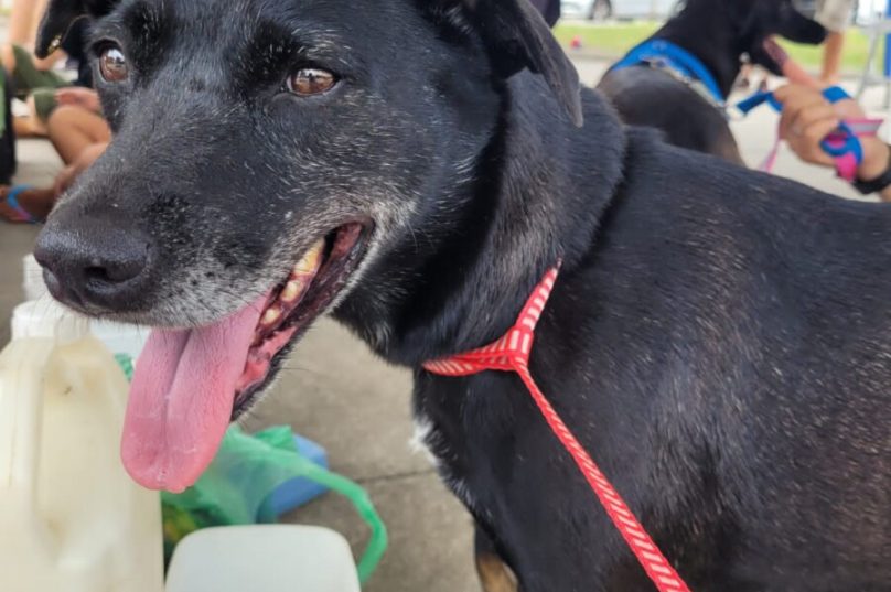 feira de adoção de animais em búzios