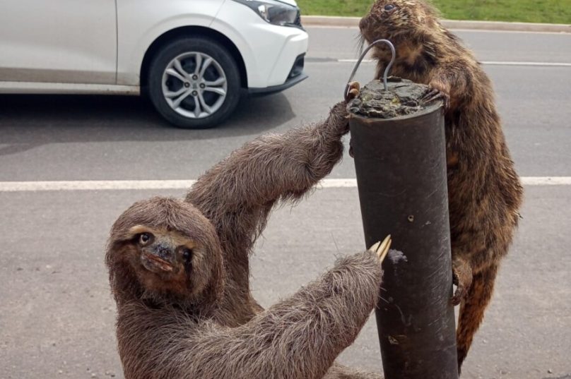 Durante a blitz ambiental, um bicho-preguiça deu as caras, reforçando a presença de animais nas vias urbanas. 

Foto Ronald Pantoja