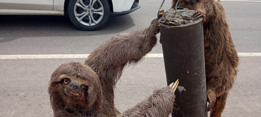 Durante a blitz ambiental, um bicho-preguiça deu as caras, reforçando a presença de animais nas vias urbanas. Foto Ronald Pantoja