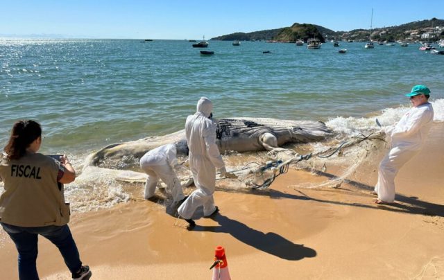 A praia foi isolada até que a operação se concretizasse - Foto Jeferson PMAB