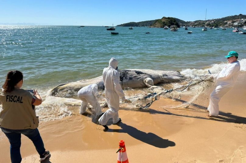 A praia foi isolada até que a operação se concretizasse - Foto Jeferson PMAB