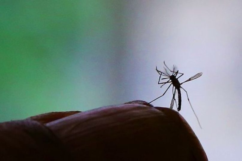 a-febre-amarela-urbana-e-transmitida-pelo-aedes-aegypti