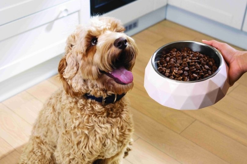 Hill's Pet Nutrition lança a linha Hill's SD Specialty para condições especiais