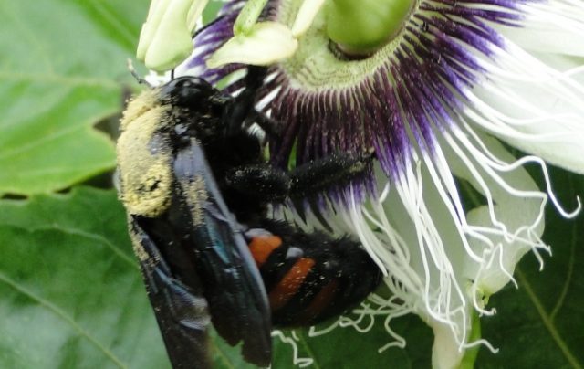 abelha-manganga