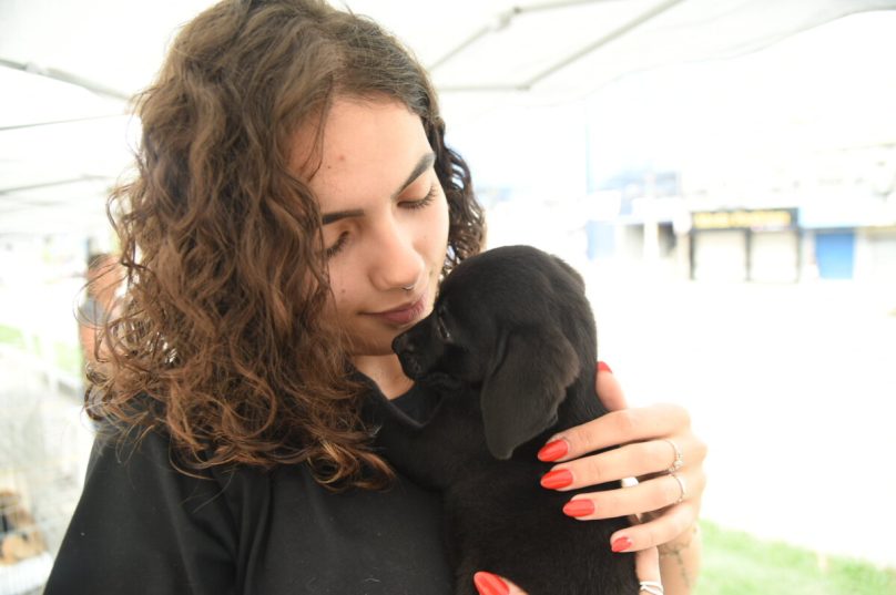 adoção animais maricá 2