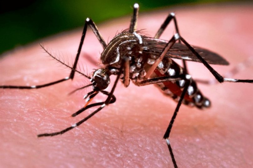 aedes-0