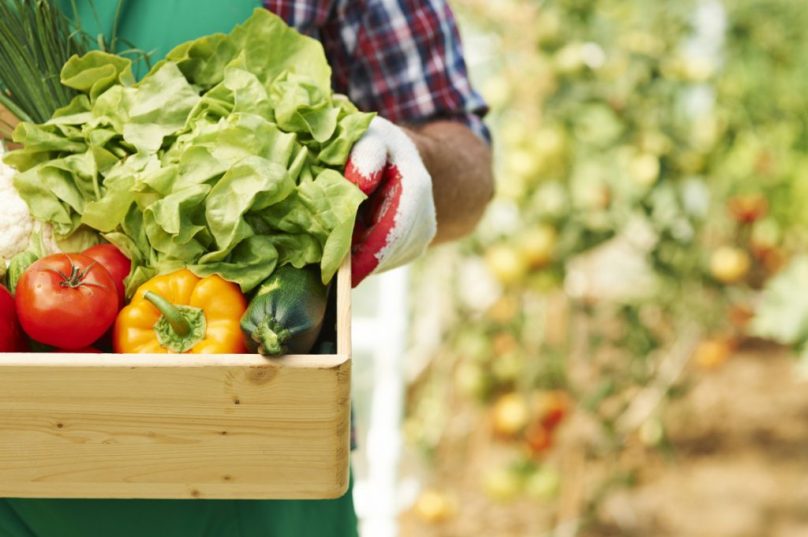 Cadastro de pequenos agricultores de Búzios começa em 7 de julho. Ação visa mapear agricultura familiar e criar políticas públicas / foto reprodução
