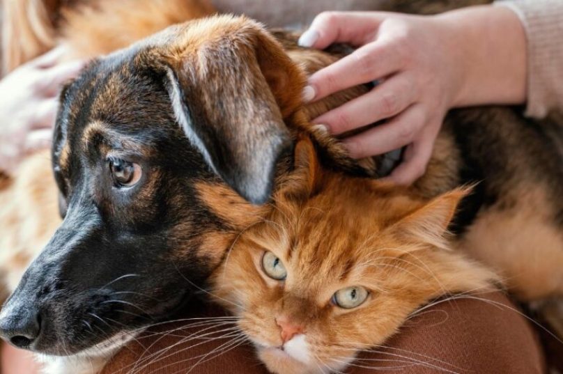 animais de abrigo