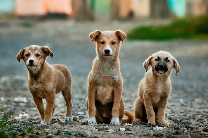 animais de rua