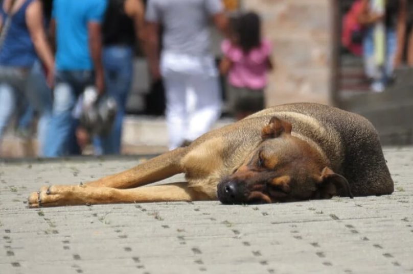 Animais abandonados / Reprodução internet