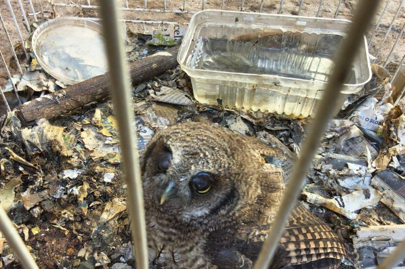 Fiscalização encontrou animais mortos, sujeira e risco de zoonoses em local que se apresentava como centro de resgate e educação ambiental / divulgação