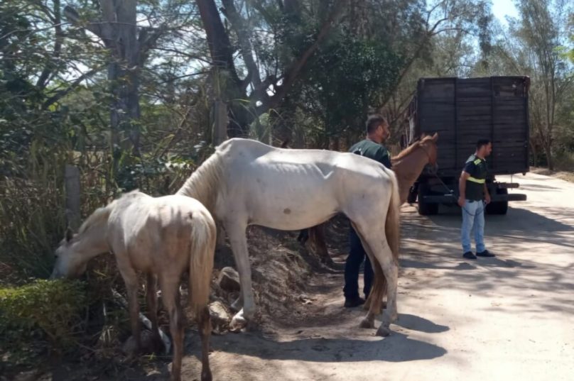 CPRV apreende cinco cavalos soltos na RJ-140. Animais foram levados para curral conveniado, e proprietários devem pagar taxas para resgate / foto divulgação