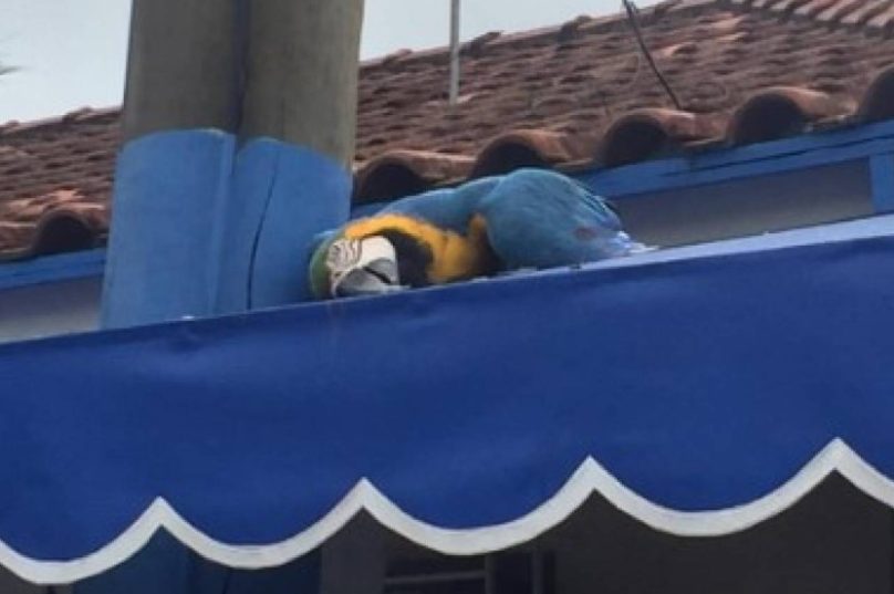arara
