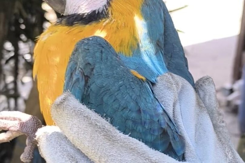 arara resgatada maricá