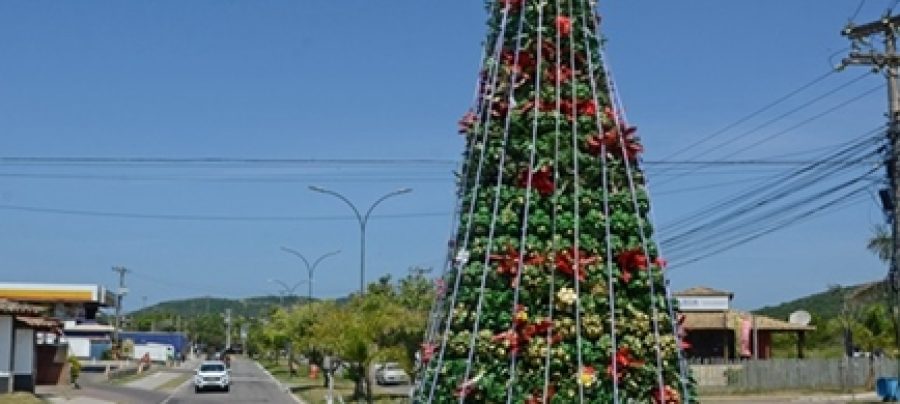 Árvore na Praça da Ferradura