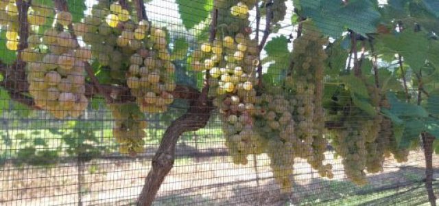 Uva híbrida produz vinho em qualquer estação