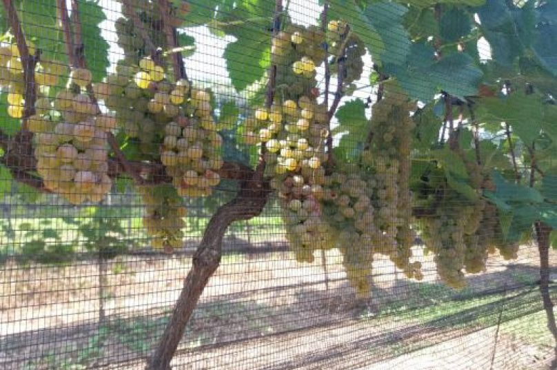 Uva híbrida produz vinho em qualquer estação