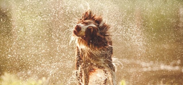 Hidratação e alimentação úmida são opções para amenizar o calor dos pets