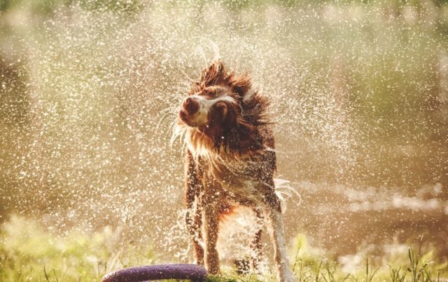 Hidratação e alimentação úmida são opções para amenizar o calor dos pets