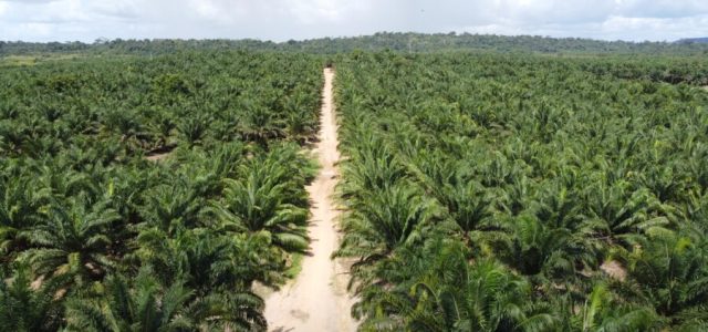 Óleo de Palma é utilizado na produção de biocombustíveis