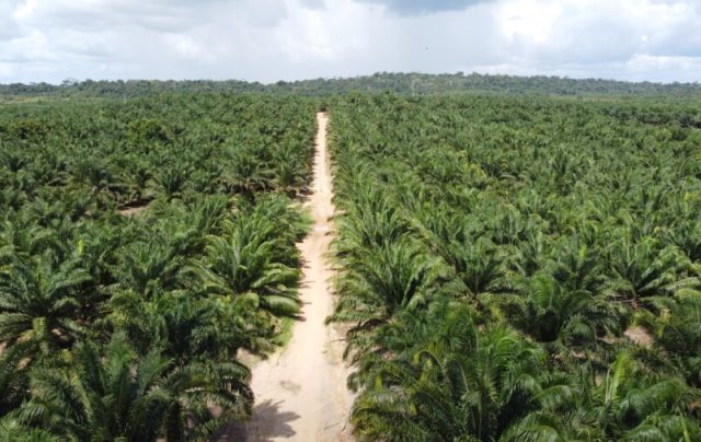 Recuperação de áreas degradadas é fundamental para às mudanças climáticas