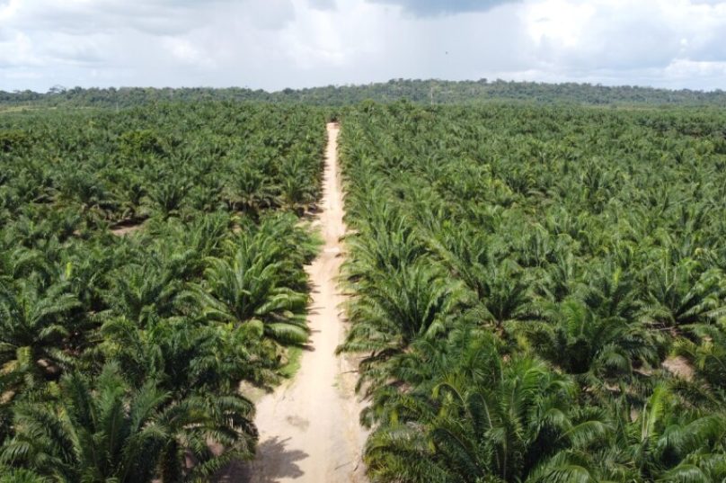 Recuperação de áreas degradadas é fundamental para às mudanças climáticas