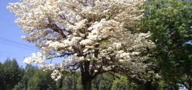 Dia da Árvore visa conscientizar sobre a importância da preservação ambiental