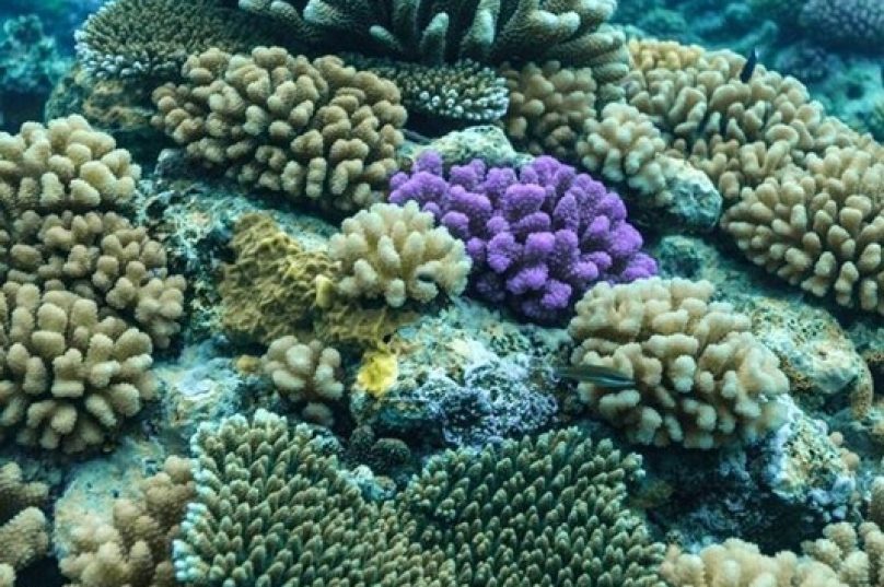 Protetores reef safe promovem proteção da pele e dos corais