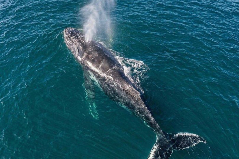 Baleias em Arraial do Cabo. Temporada inicia no mês de junho / Crédito: Divulgação PMAC