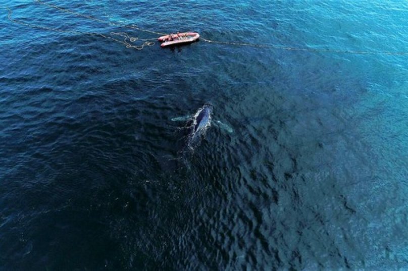 baleia encalhada arraial
