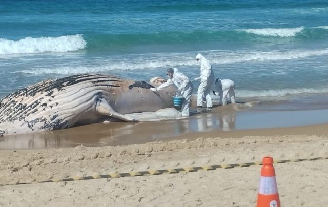 Equipes da Prefeitura e Instituto BW Ambipar recolheram a carcaça do animal para análise e identificação da causa da morte.