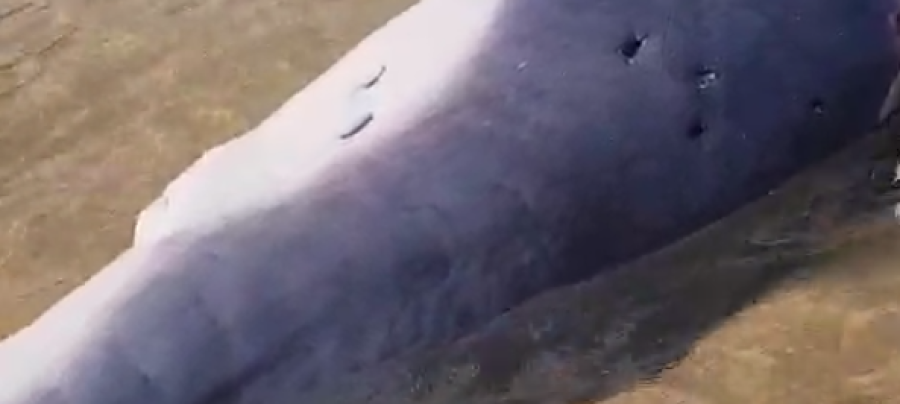baleia jubarte morta