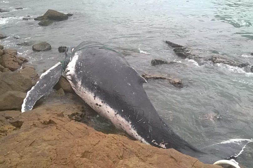 A baleia foi encontrada morta ainda em Arraial do Cabo nesta manhã