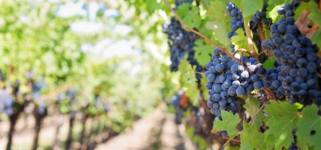 Encontro discute efeitos do clima no cultivo de uvas