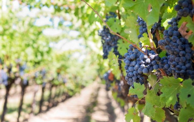 Encontro discute efeitos do clima no cultivo de uvas