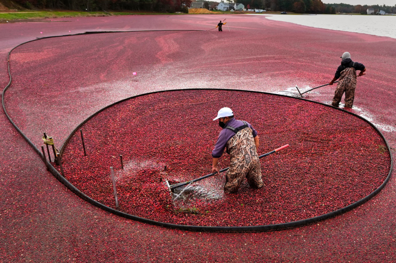 Aliado contra a infecção urinária, o cranberry começa a ganhar espaço no Brasil