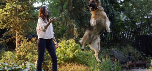 Obesidade compromete as articulações dos cães