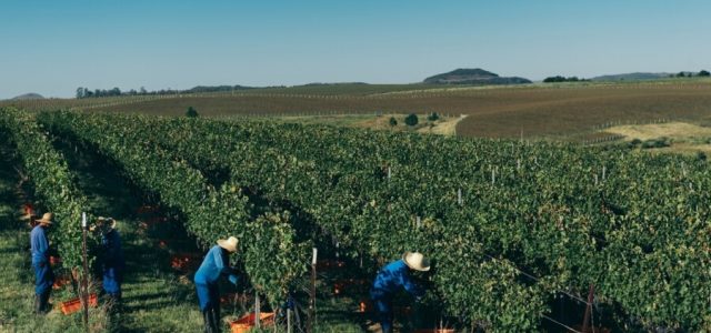 Como a Salton zerou o uso de herbicidas em vinhedos próprios