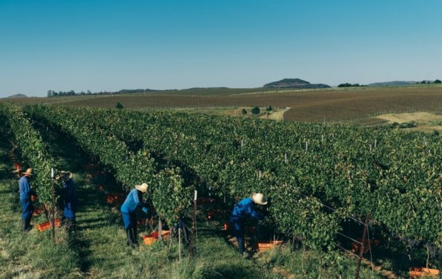 Como a Salton zerou o uso de herbicidas em vinhedos próprios