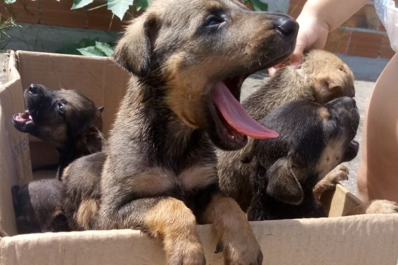 cachorrinhos