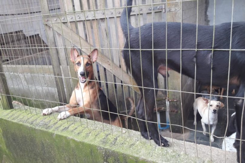 Abrigo cães