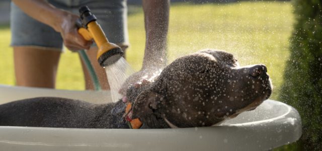 Cuidados com pets durante a onda de calor no Rio de Janeiro / Reprodução