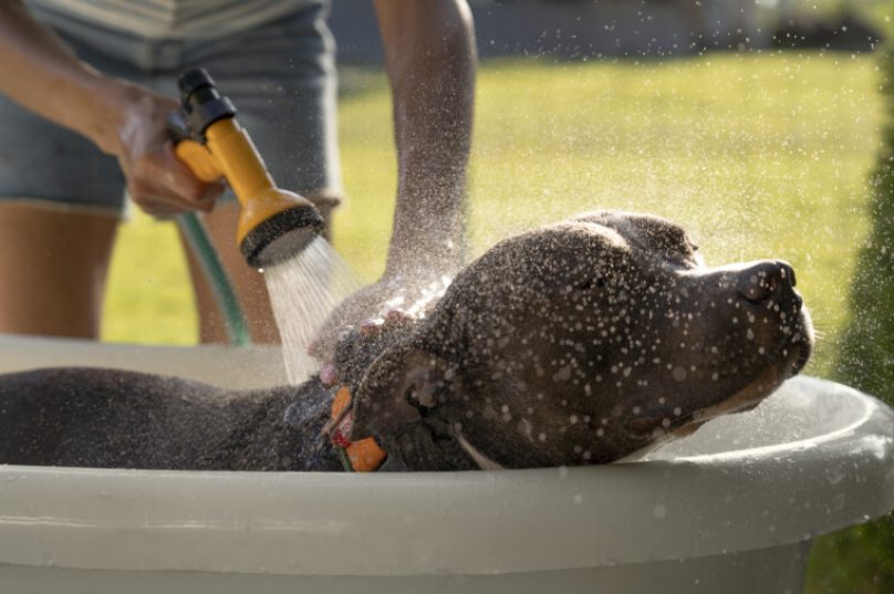 Cuidados com pets durante a onda de calor no Rio de Janeiro / Reprodução