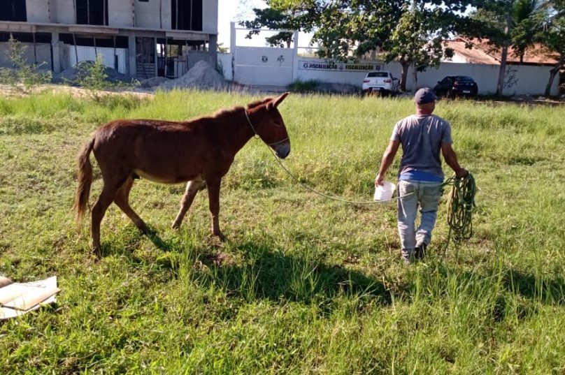 cavalos-na-pista-1cabo frio