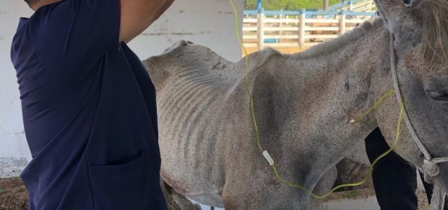 Dois cavalos foram resgatados em Cabo Frio com sinais de maus-tratos. Eles recebem tratamento na Fazenda Campos Novos / foto divuçgação