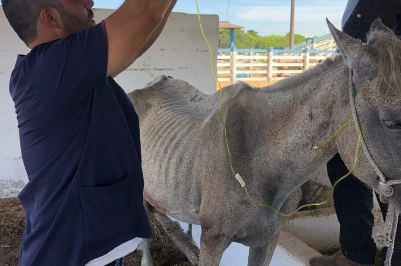 Dois cavalos foram resgatados em Cabo Frio com sinais de maus-tratos. Eles recebem tratamento na Fazenda Campos Novos / foto divuçgação