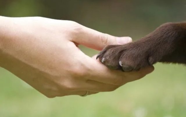 Dia Nacional de Adotar um Animal chega a 24ª edição